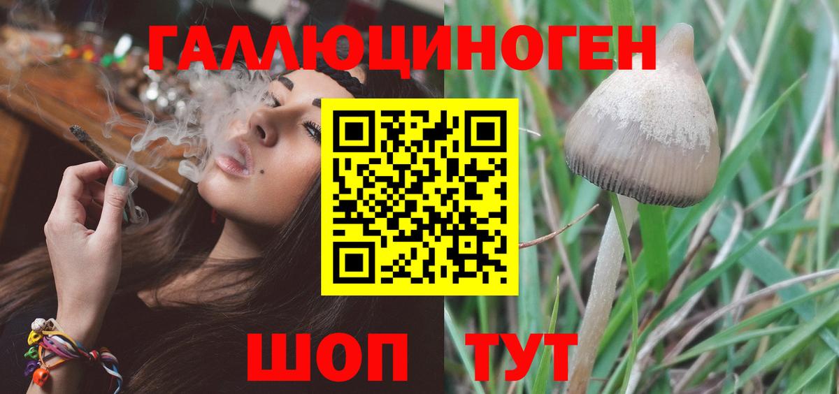 Галлюциногенные грибы Psilocybe Миллерово